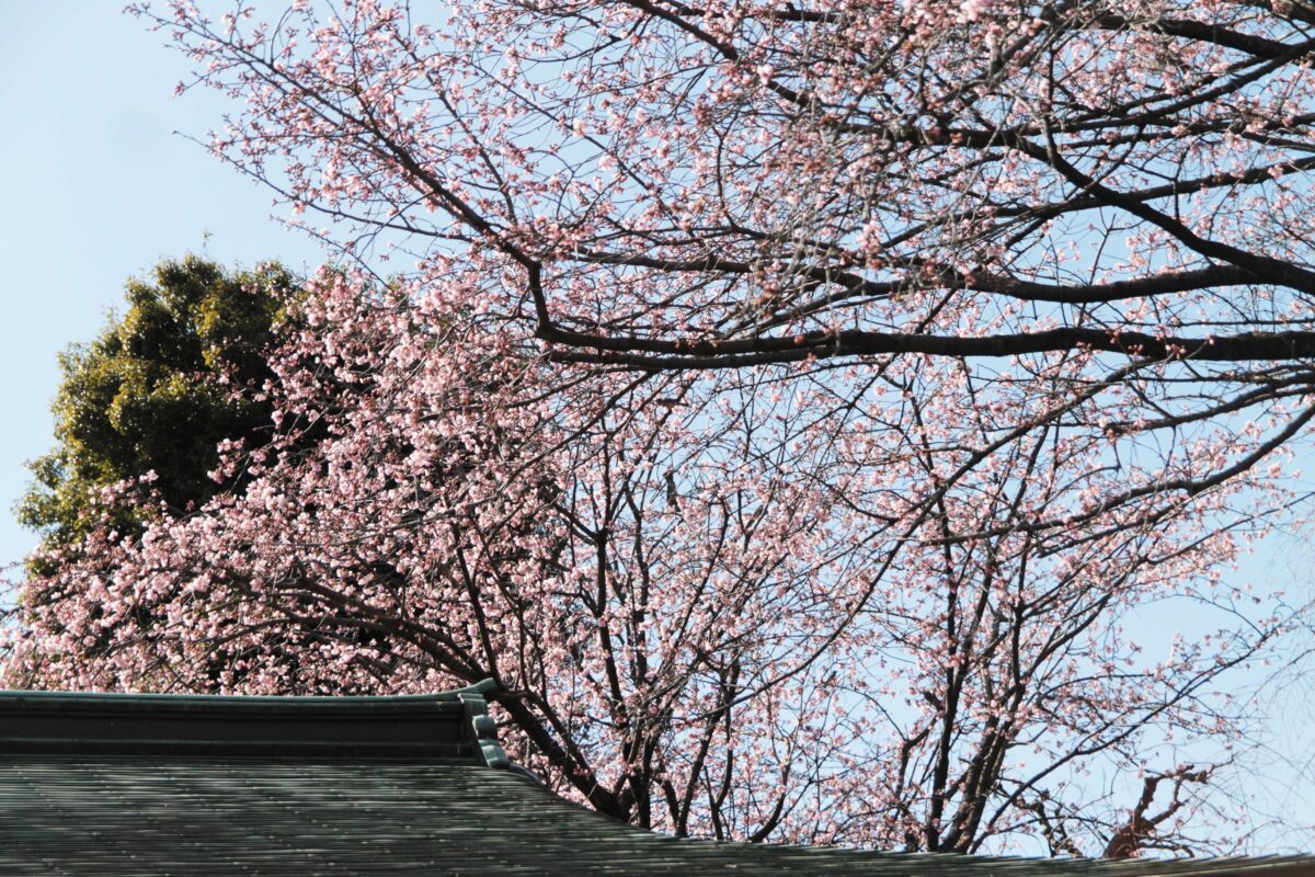 密蔵院 安行桜