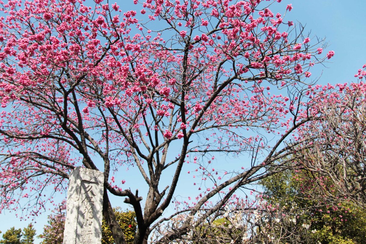 密蔵院 安行桜