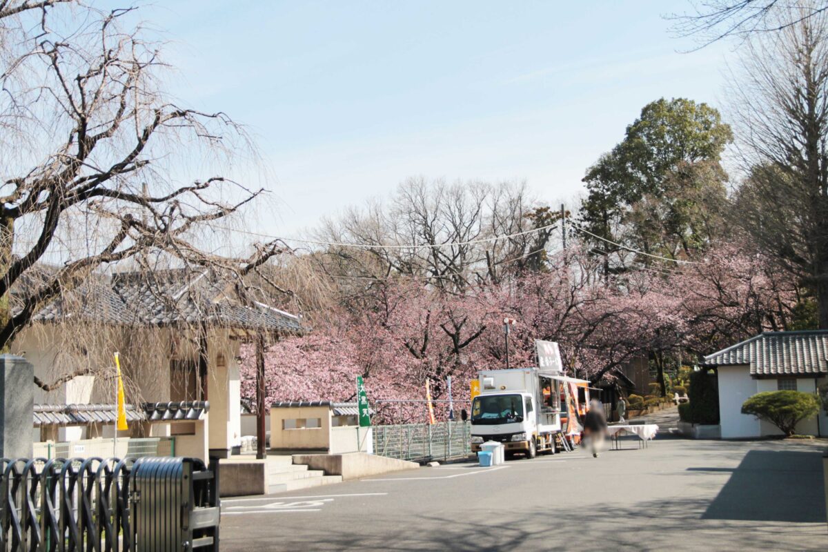 密蔵院 安行桜