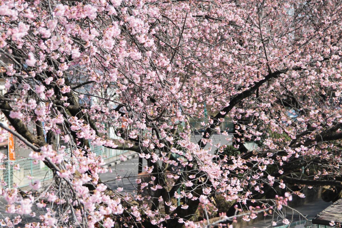 密蔵院 安行桜