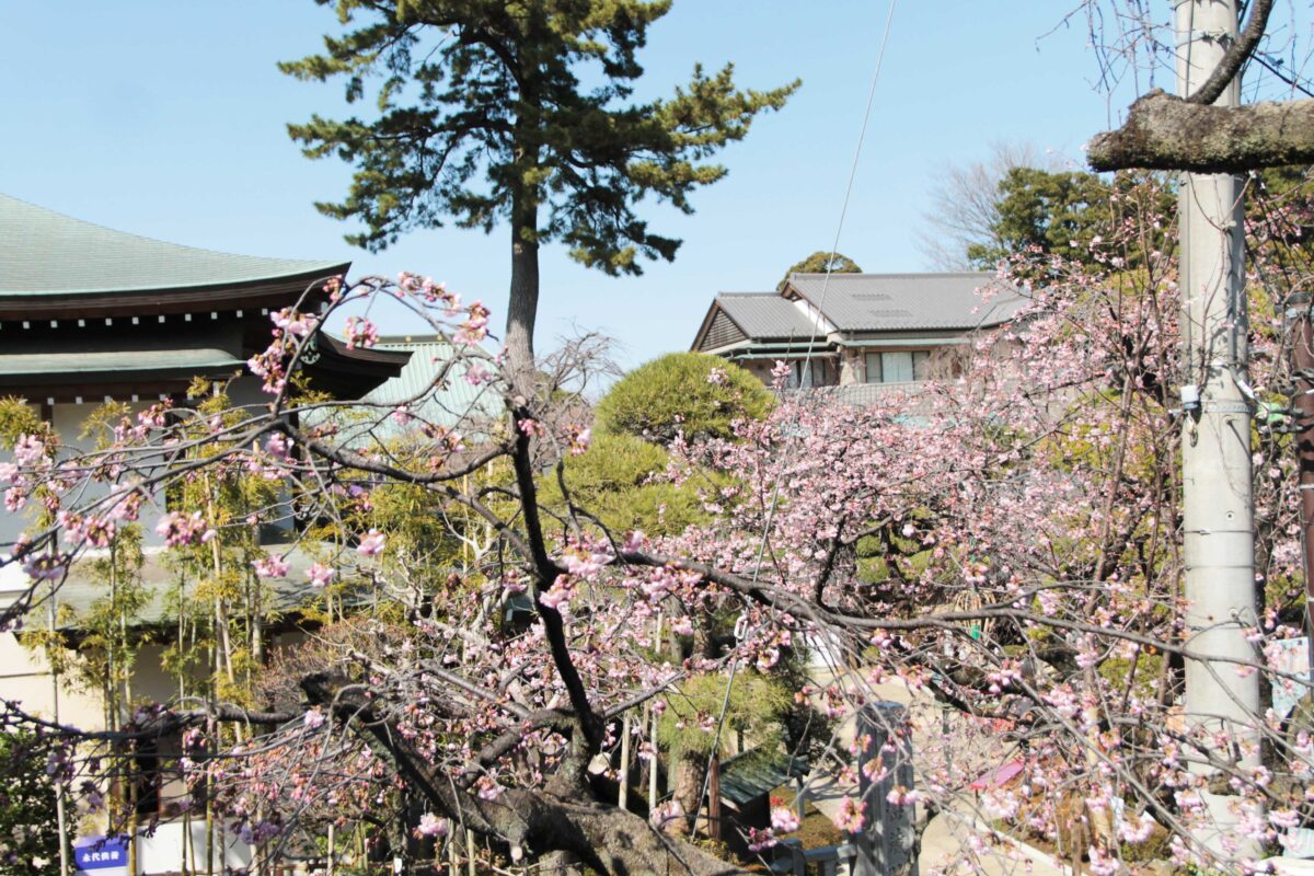 密蔵院 安行桜