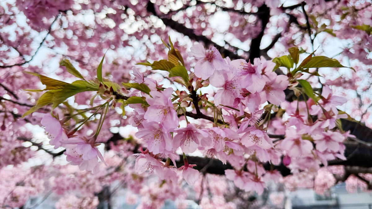 伝右川桜並木