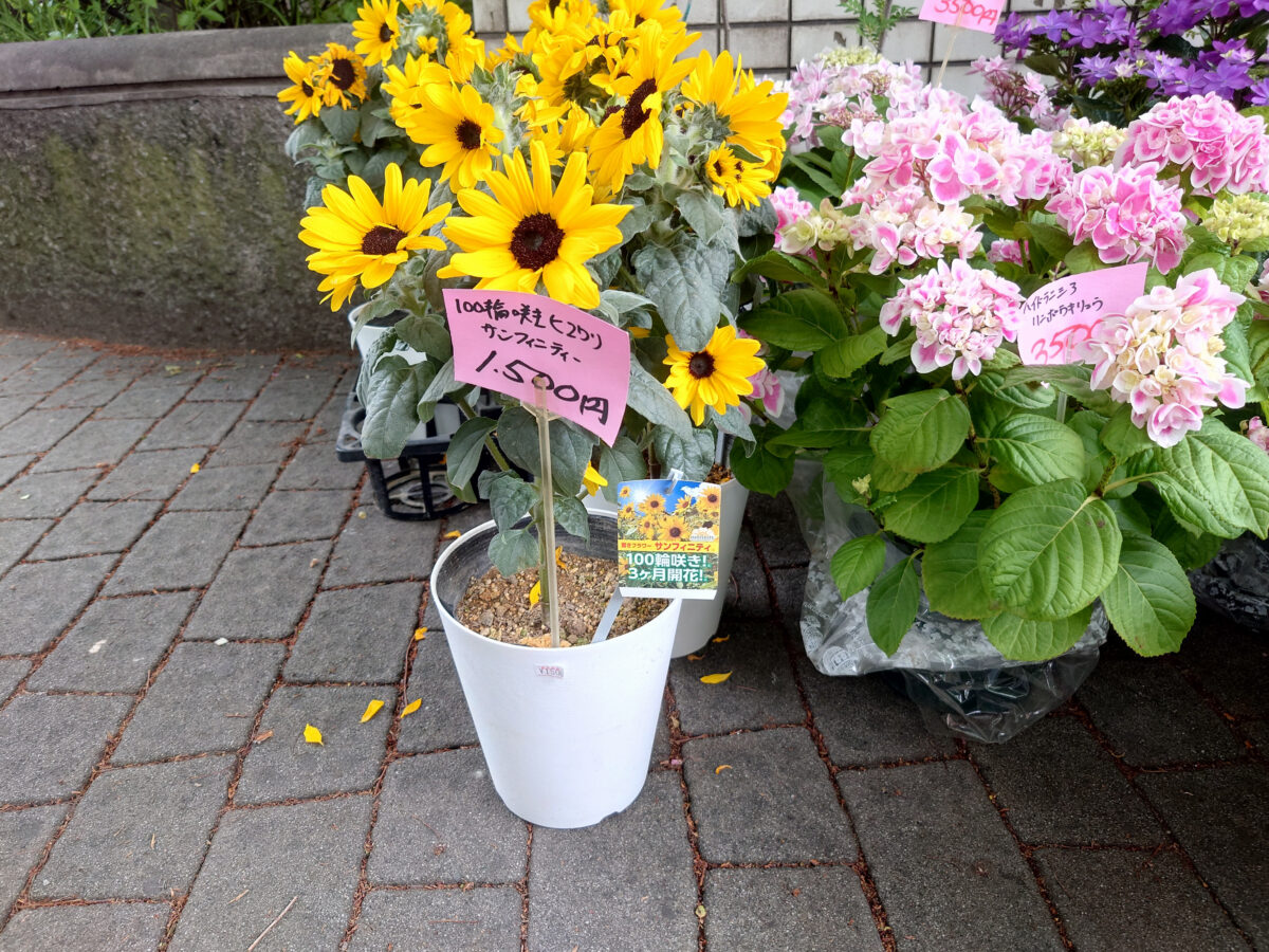 駒込・安行植木まつり