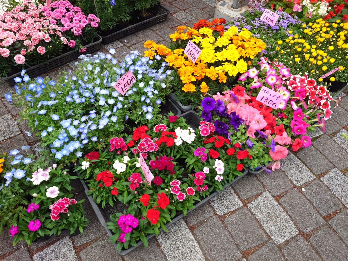 駒込・安行植木まつり