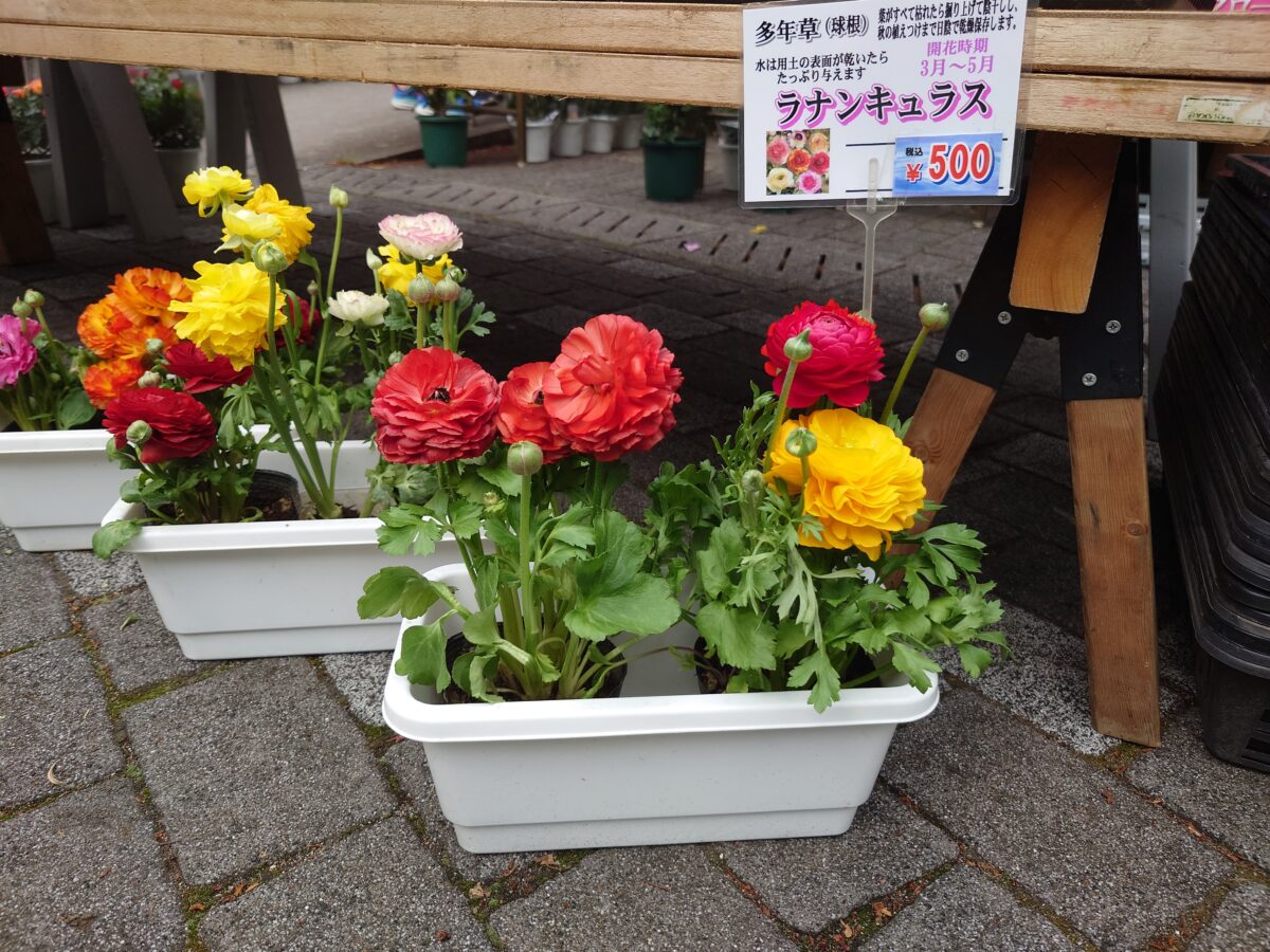 駒込・安行植木まつり