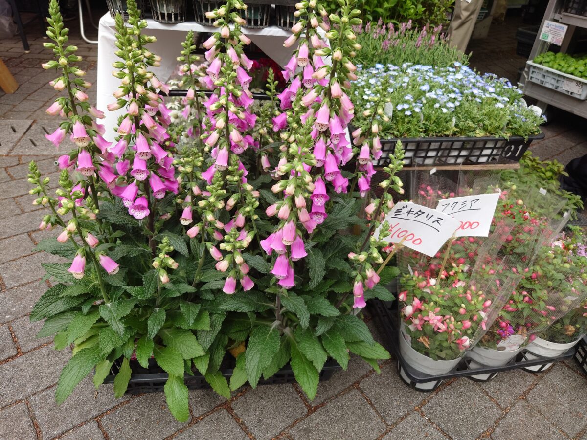 駒込・安行植木まつり