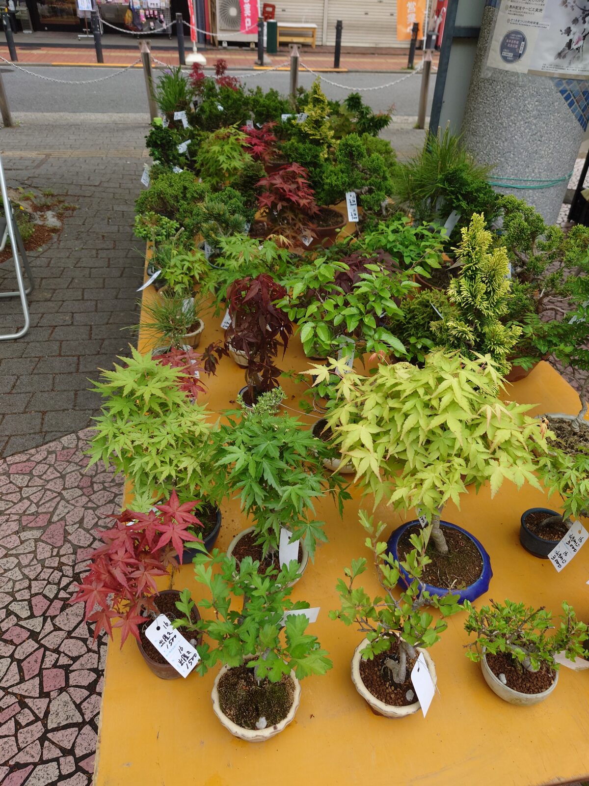 駒込・安行植木まつり