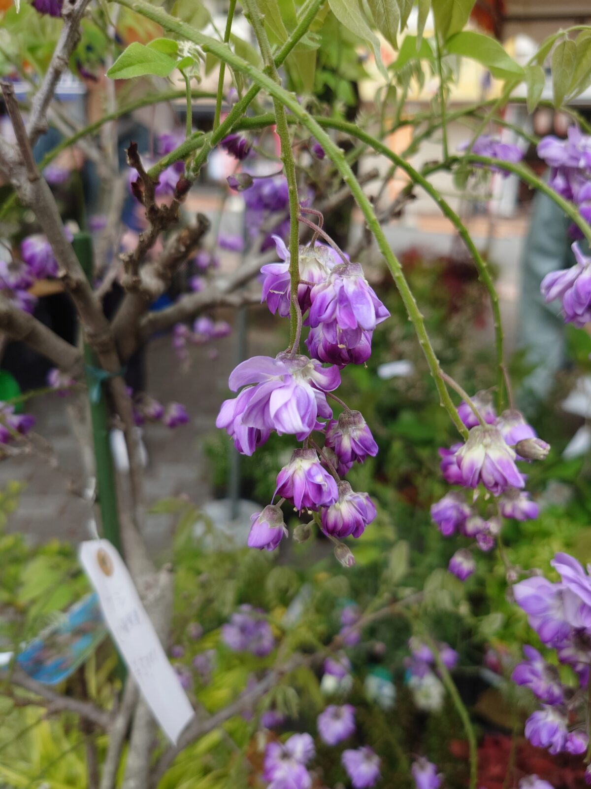 駒込・安行植木まつり