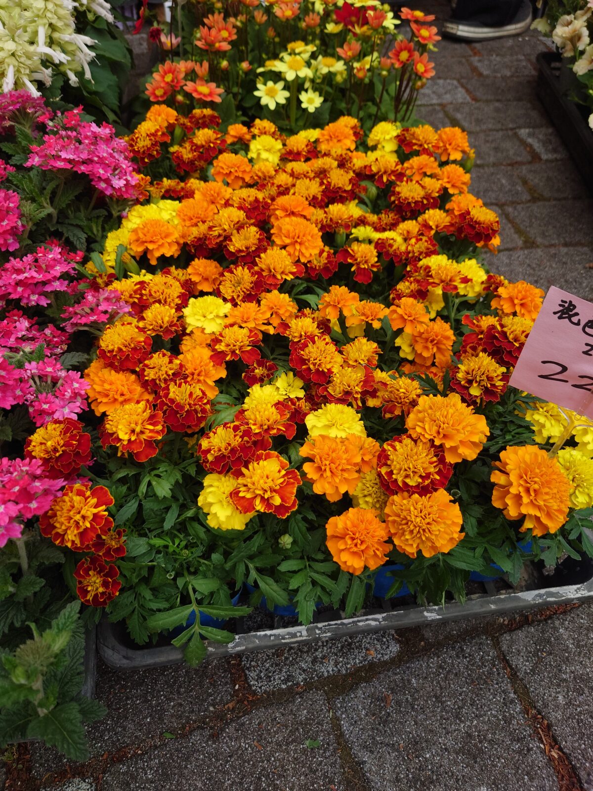 駒込・安行植木まつり