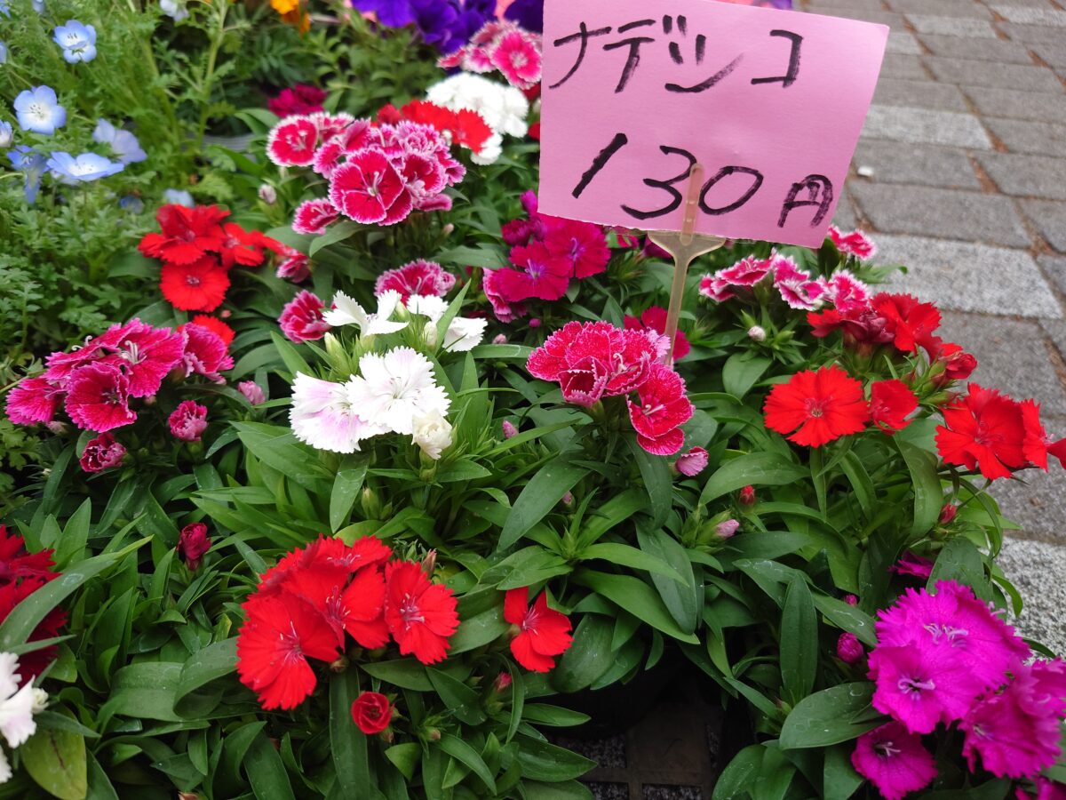 駒込・安行植木まつり