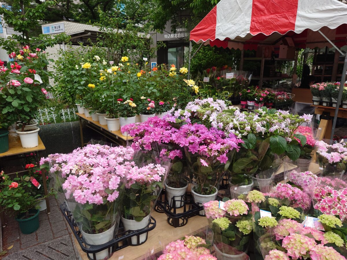 駒込・安行植木まつり