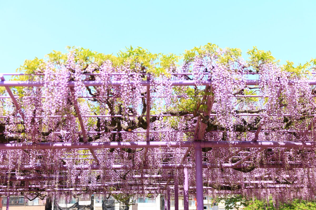 蕨 三学院 藤