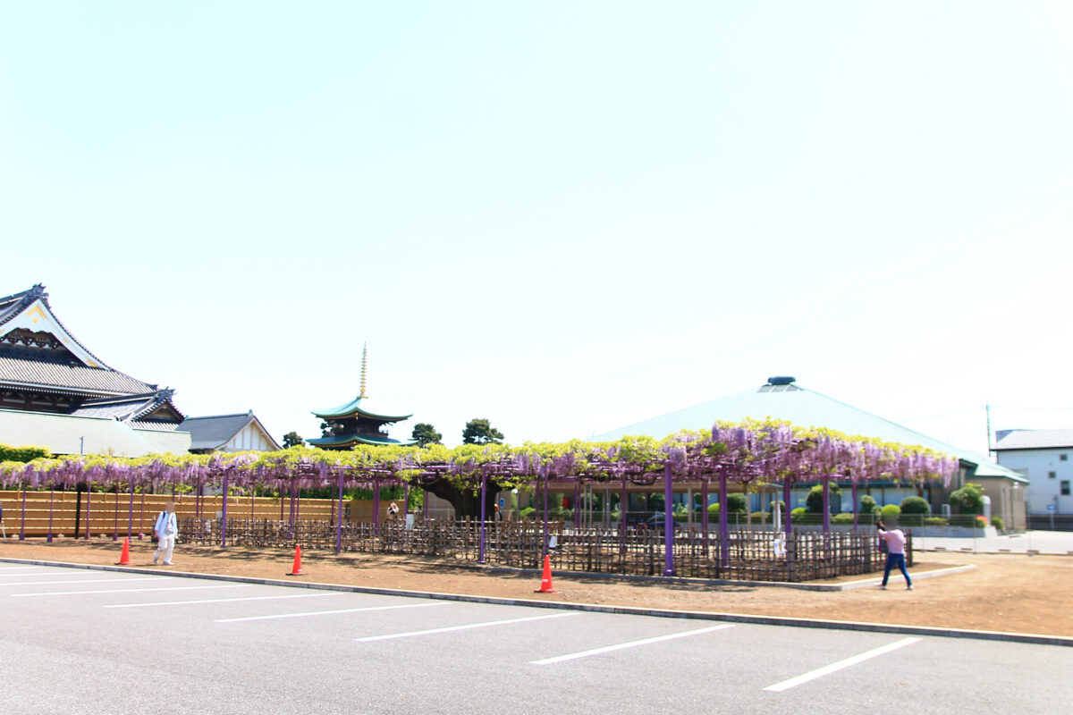 蕨 三学院 藤