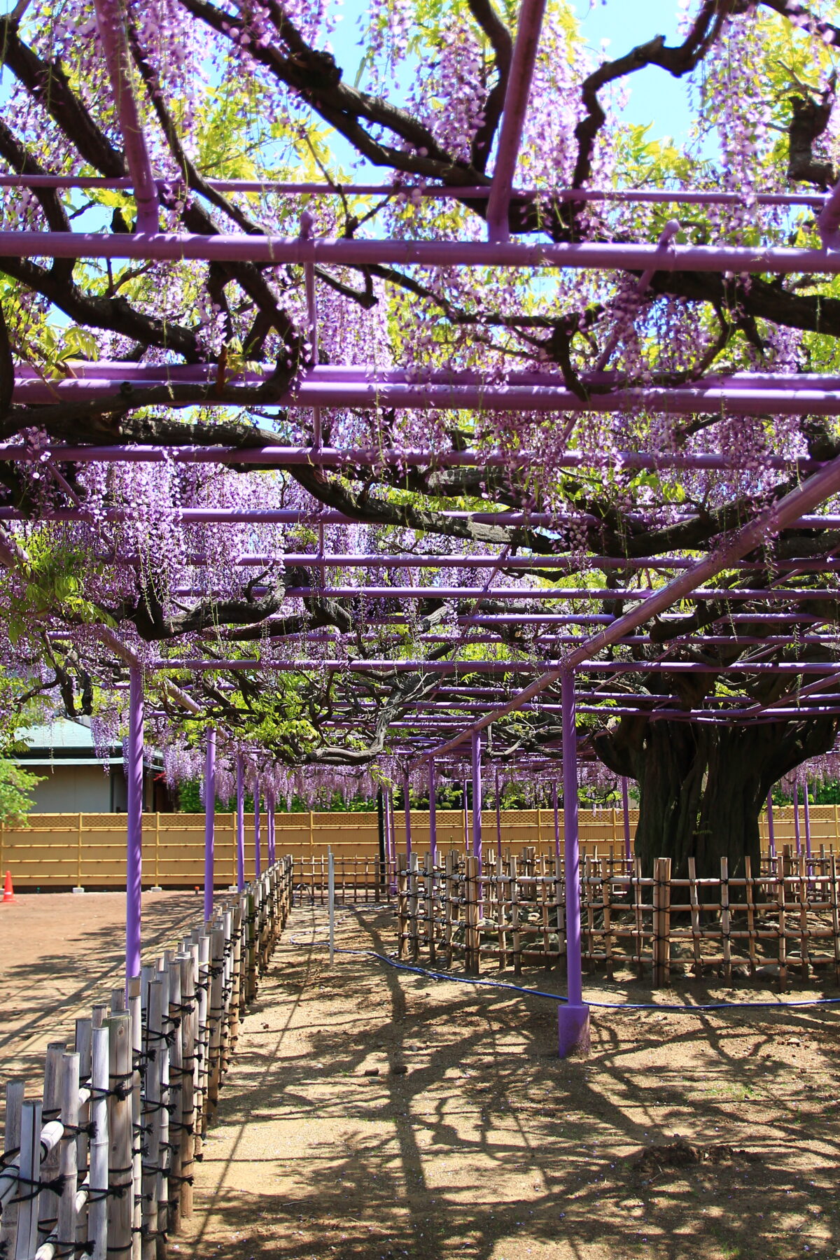 蕨 三学院 藤