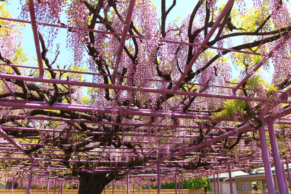 蕨 三学院 藤