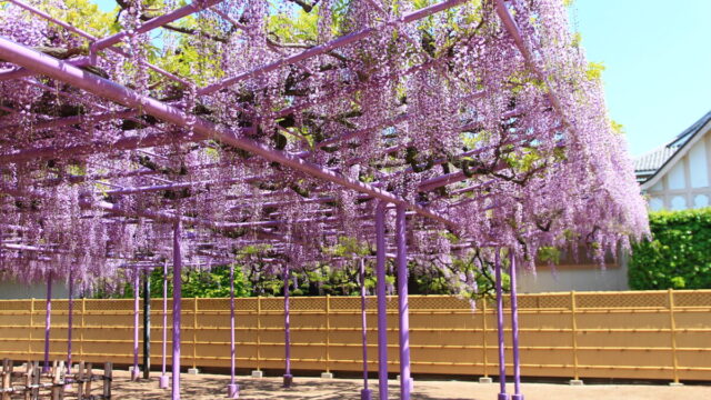 蕨 三学院 藤