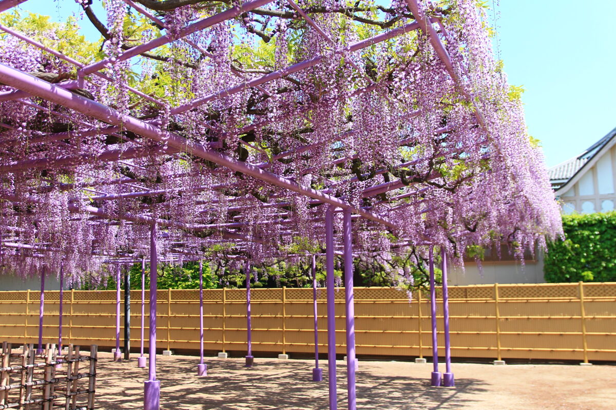 蕨 三学院 藤