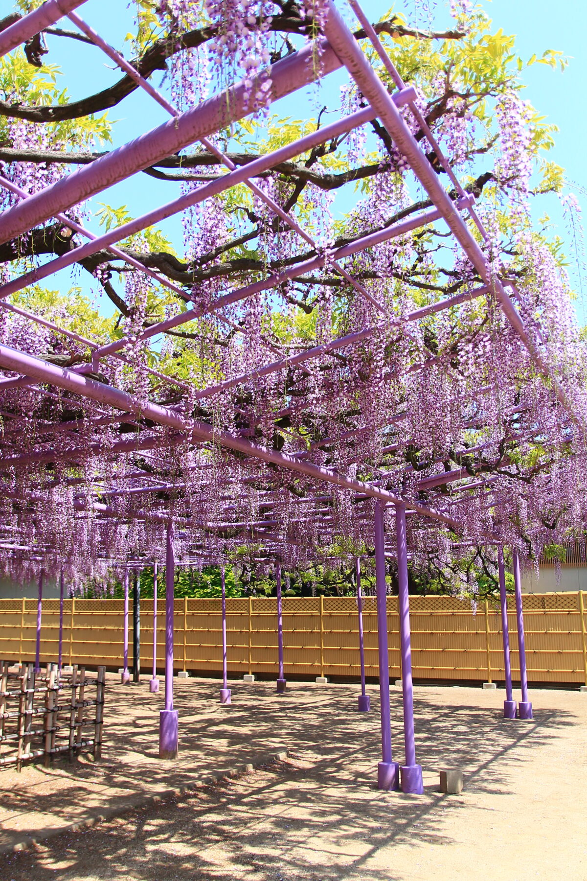 蕨 三学院 藤