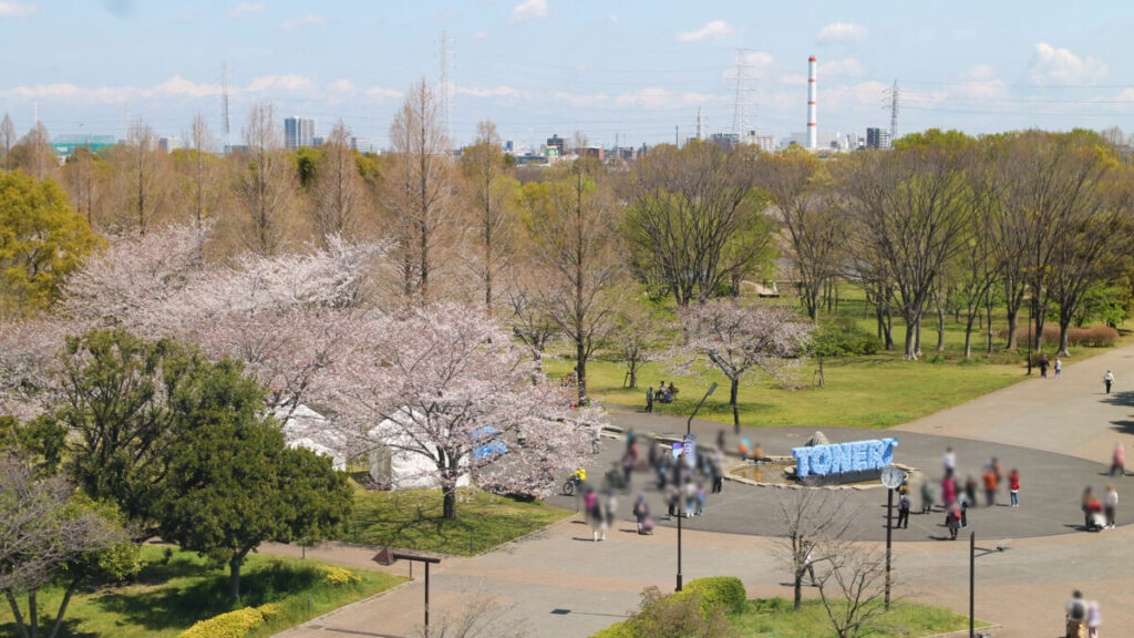 舎人公園 ネモフィラ 桜