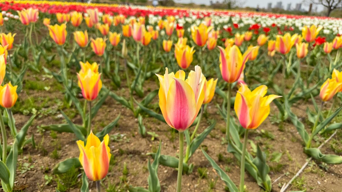 足立区都市農業公園