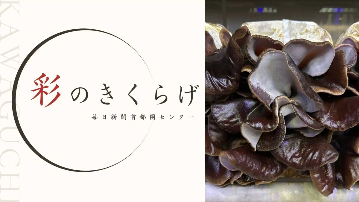彩のきくらげ