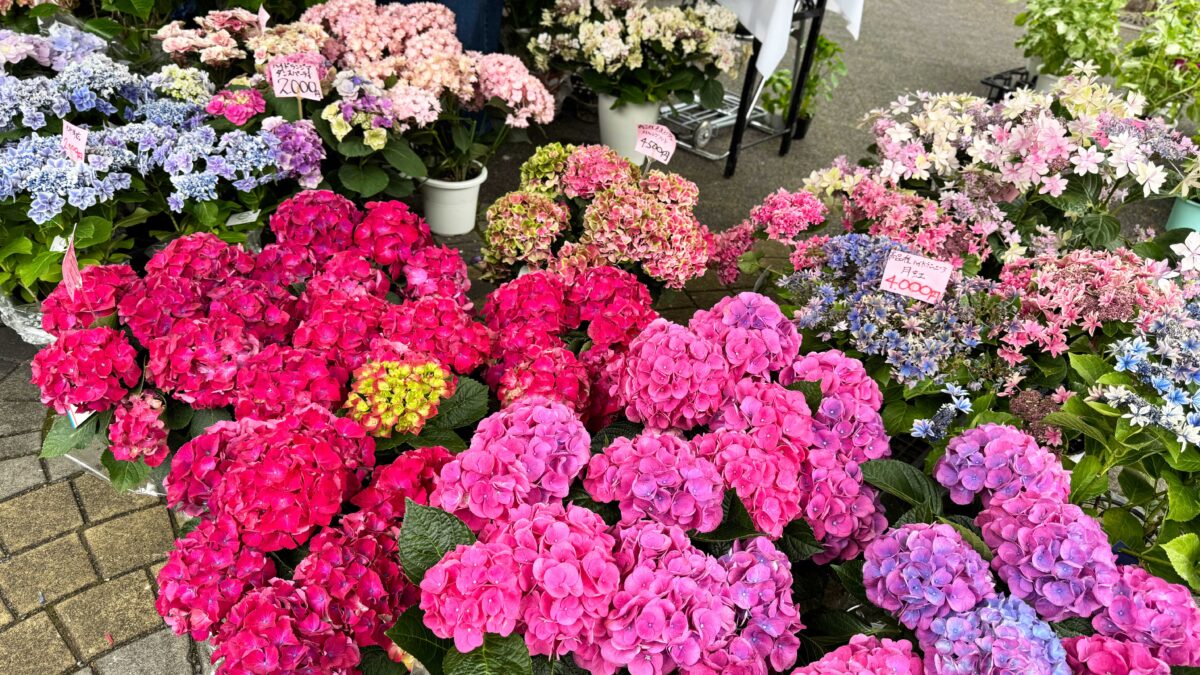 第28回春の園芸フェスタ