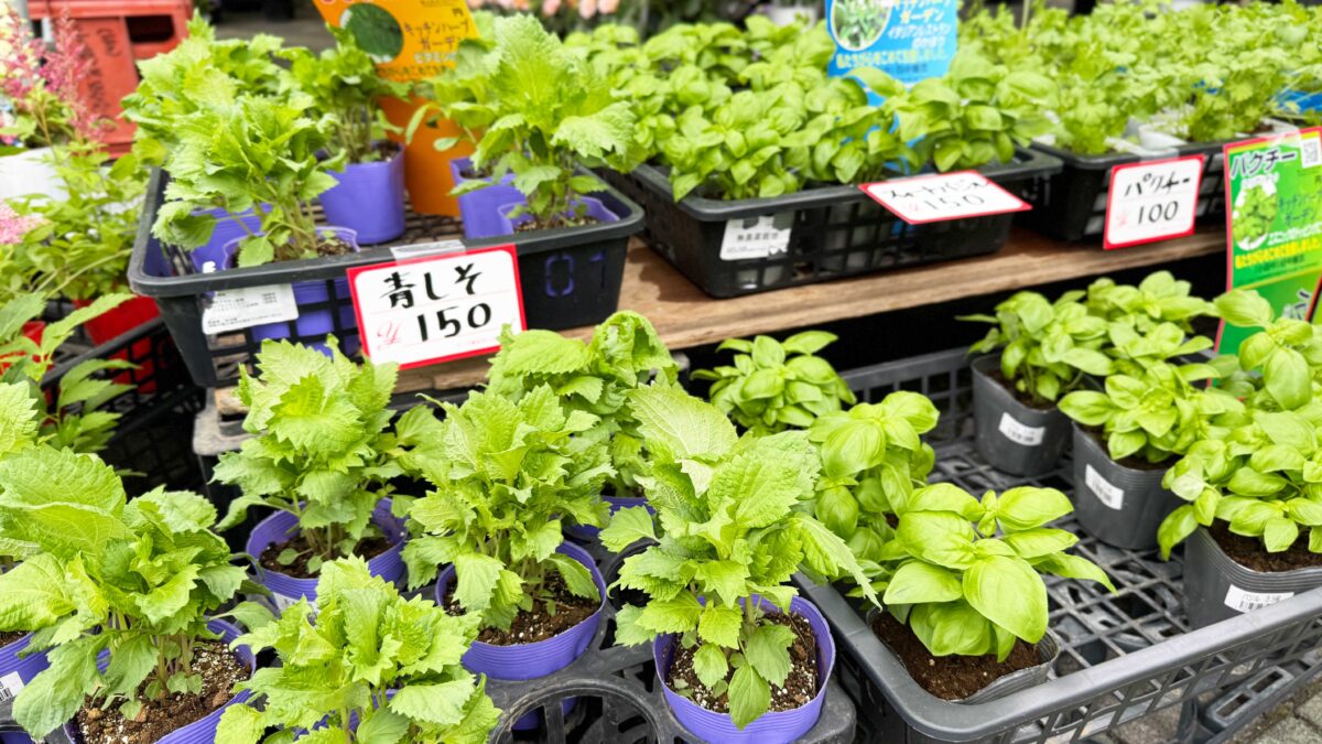第28回春の園芸フェスタ
