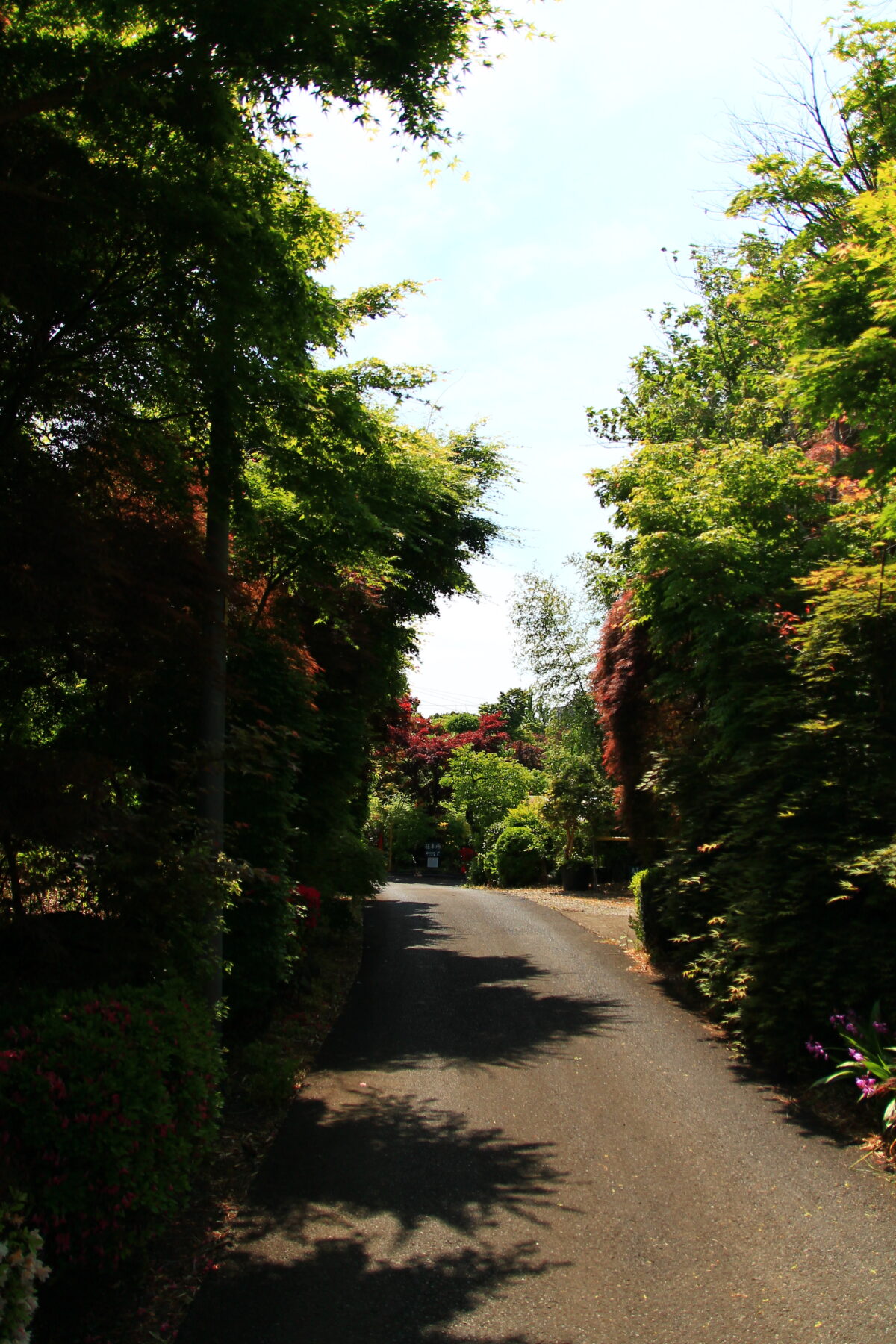 小林もみじ園