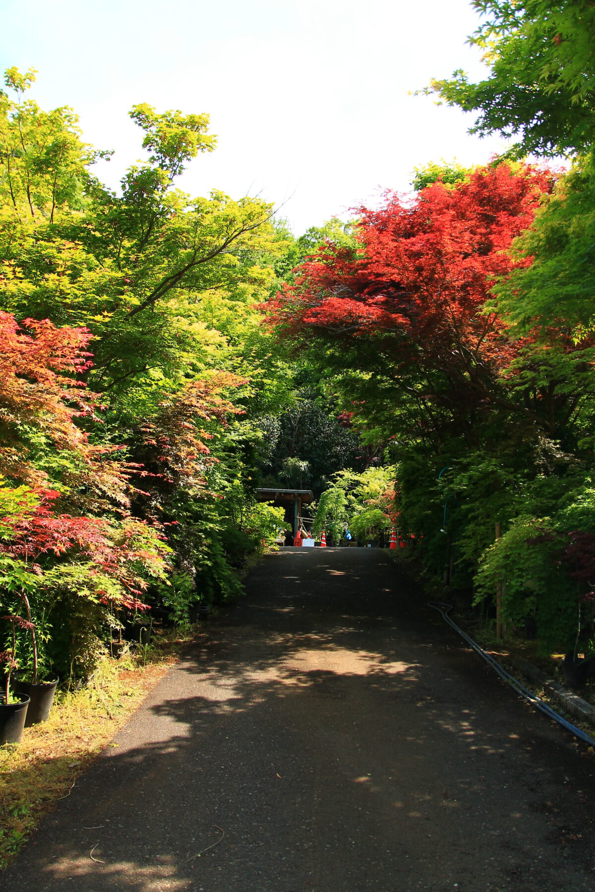 小林もみじ園