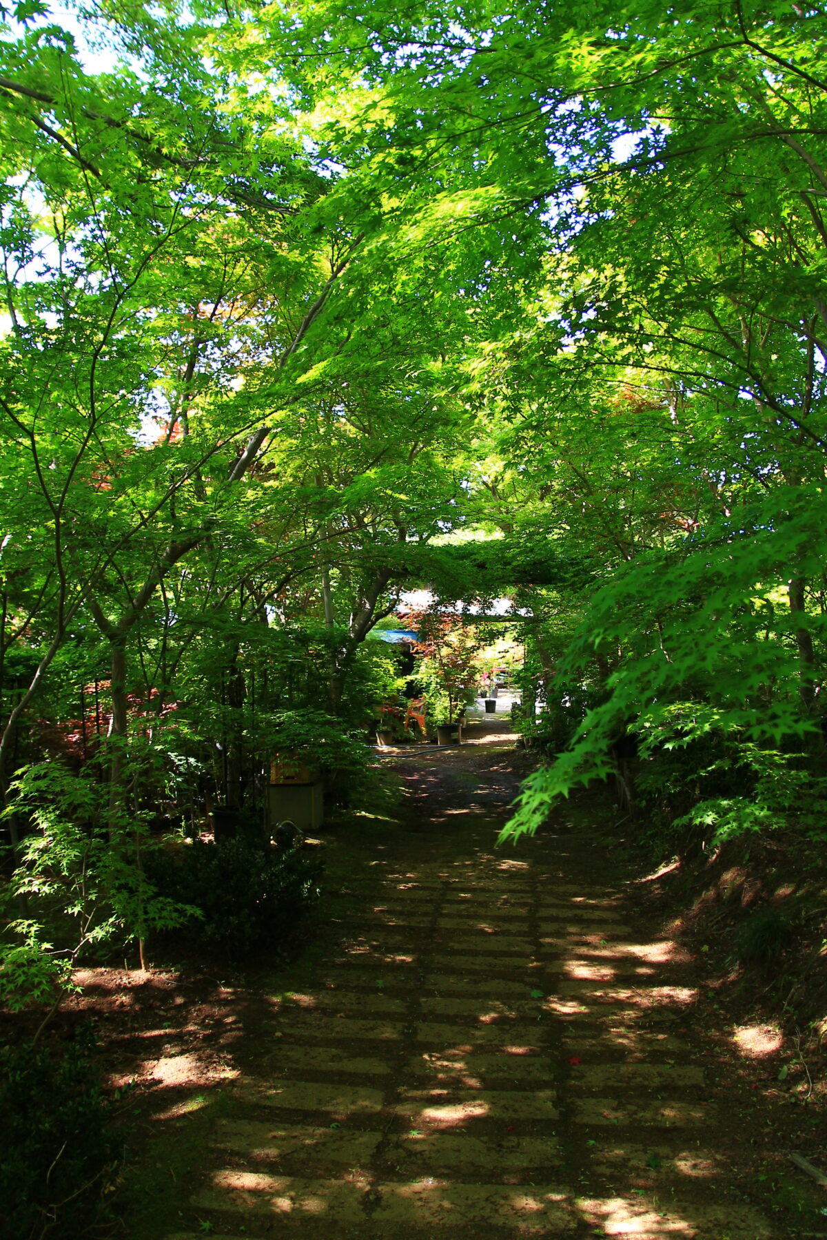 小林もみじ園