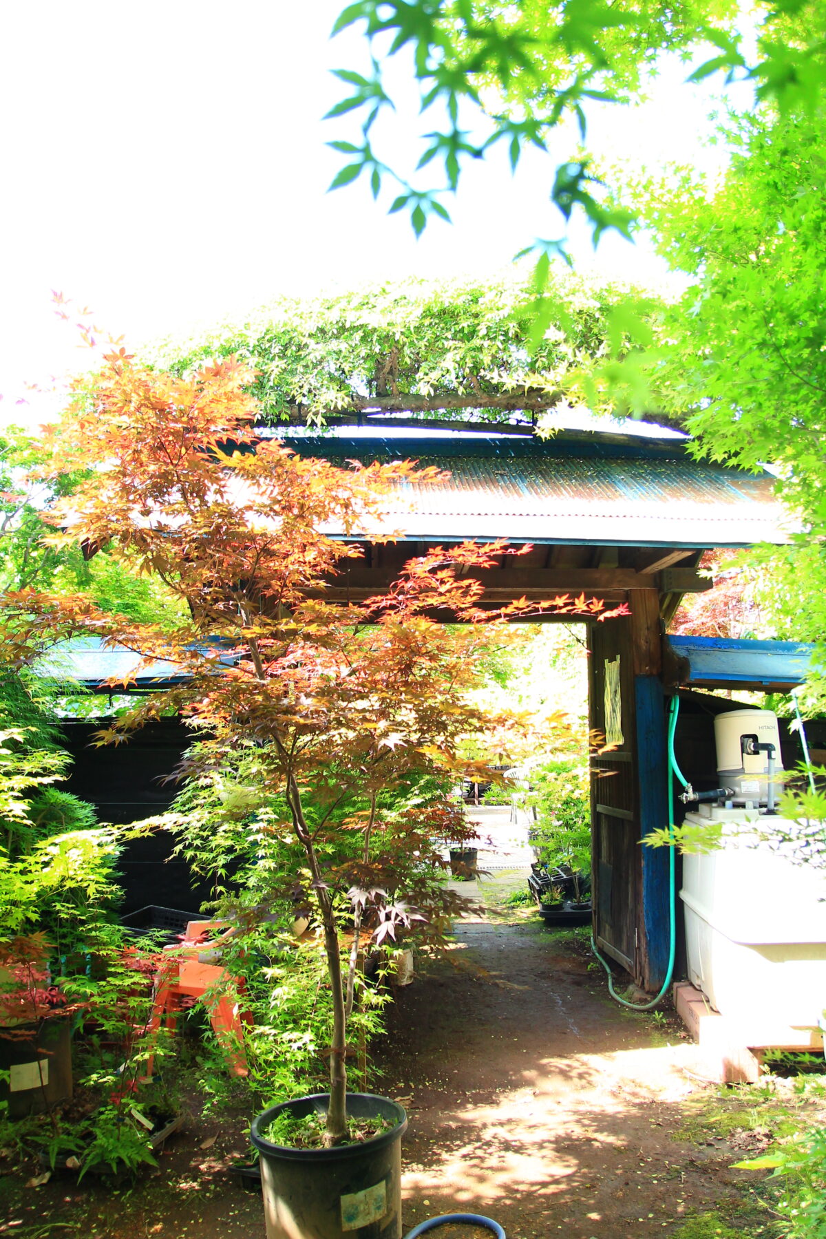 小林もみじ園