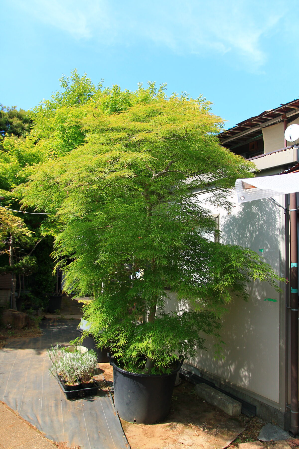 小林もみじ園