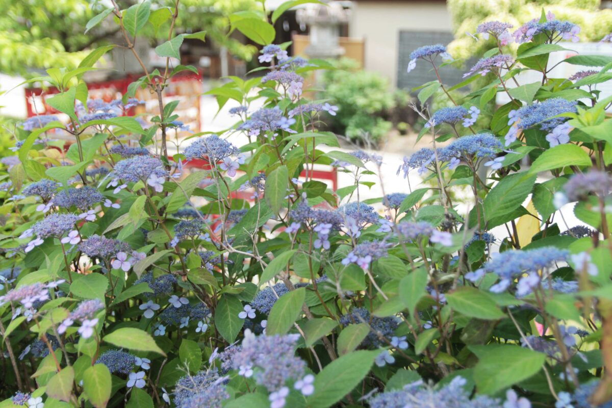 鎮守氷川神社 花手水