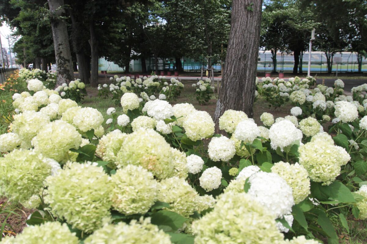 川口市青木町公園0623