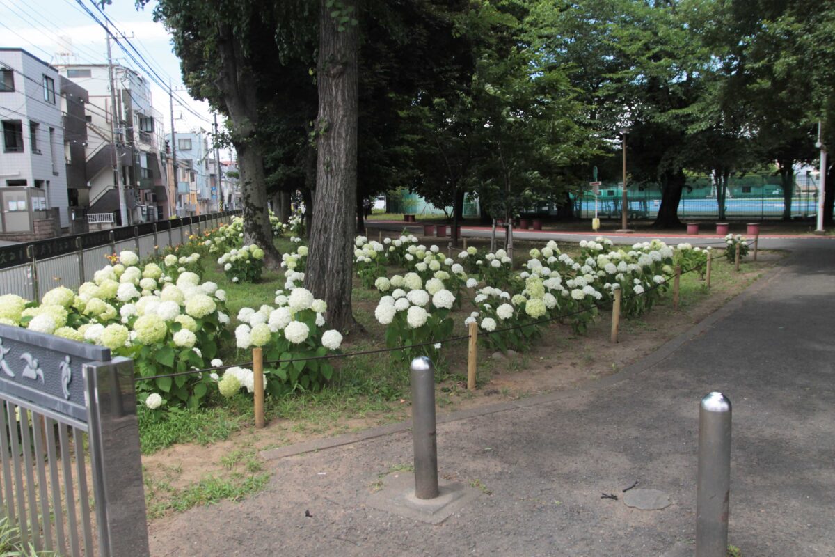 川口市青木町公園0623