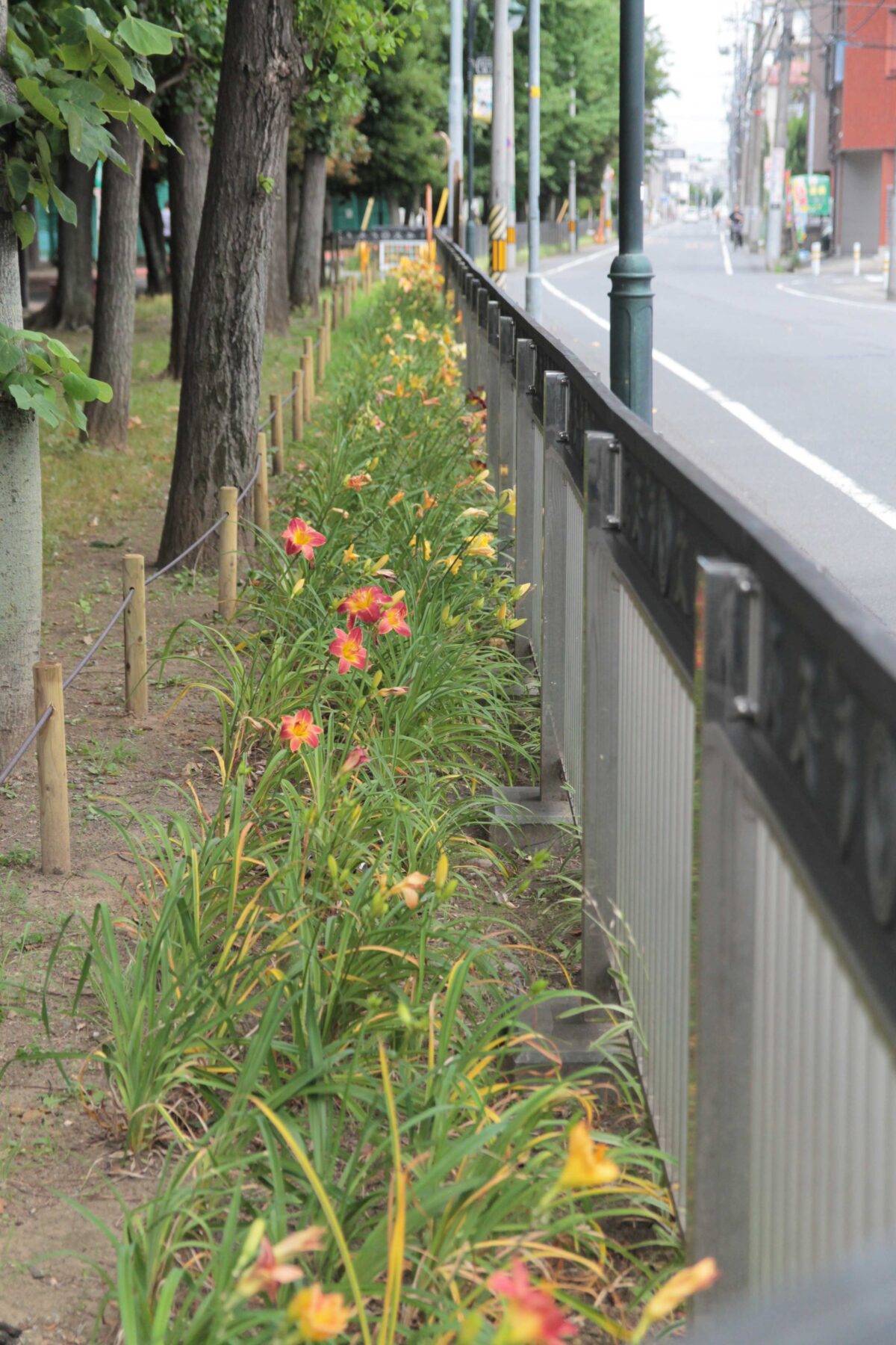 川口市青木町公園0623