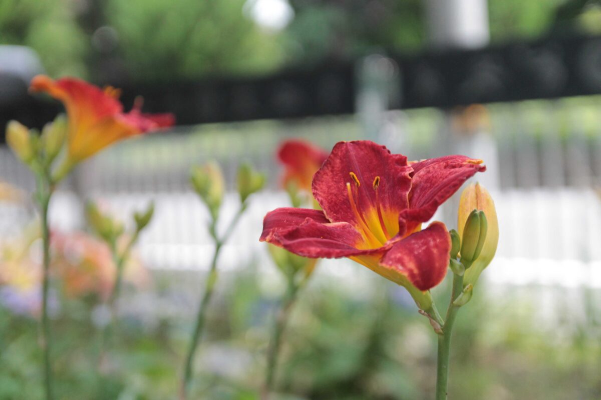 川口市青木町公園0623