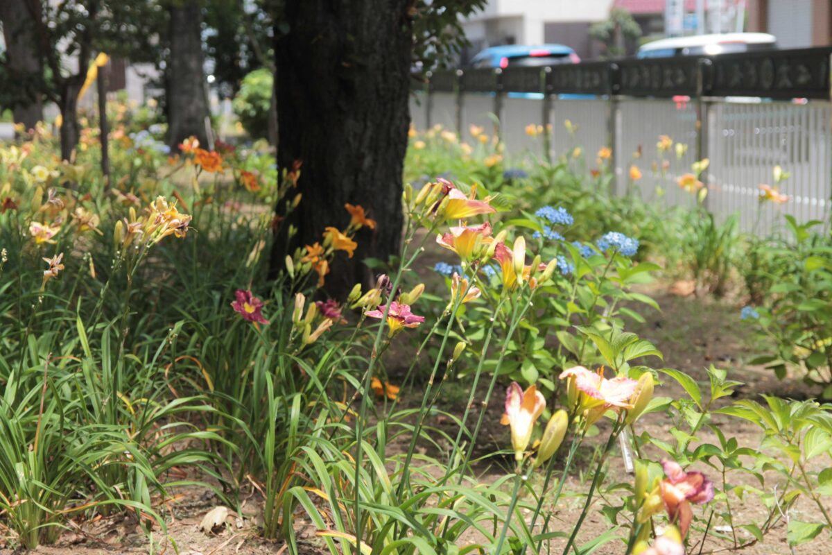 川口市青木町公園0623