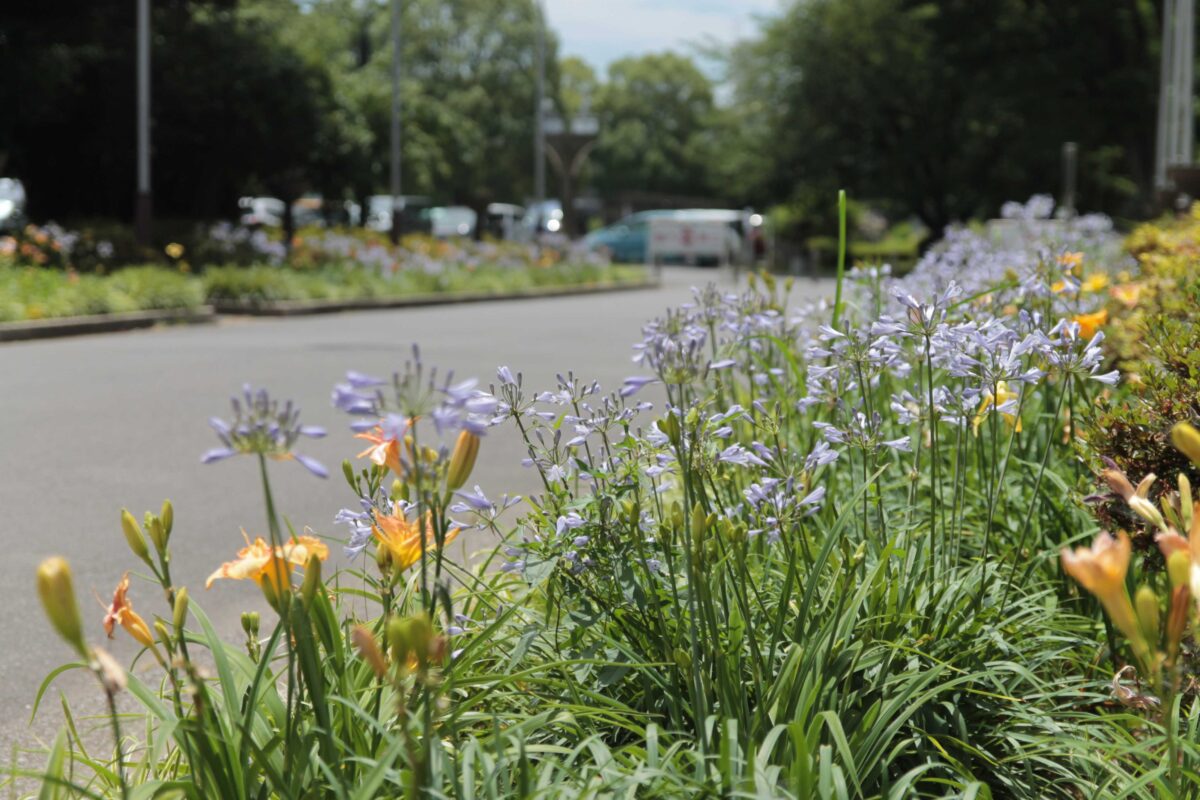 川口市青木町公園0623