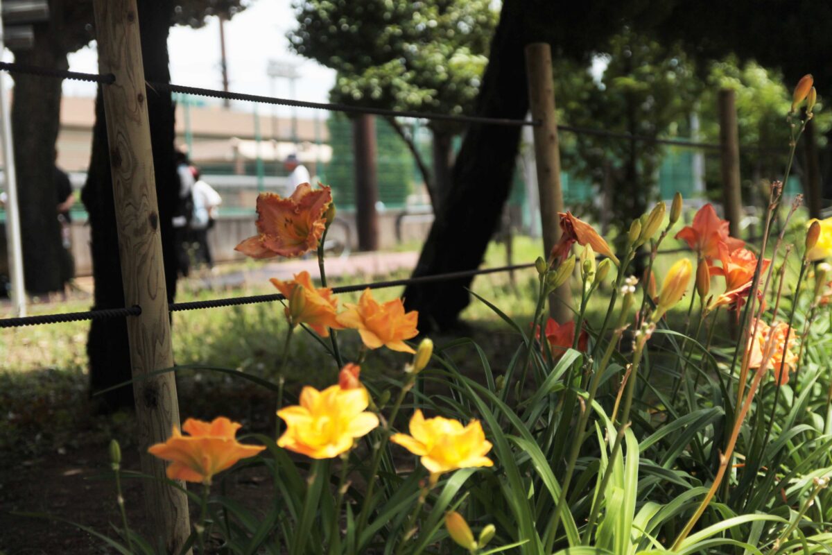 川口市青木町公園0623