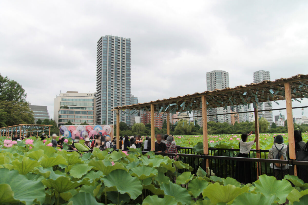 上野公園 蓮の花