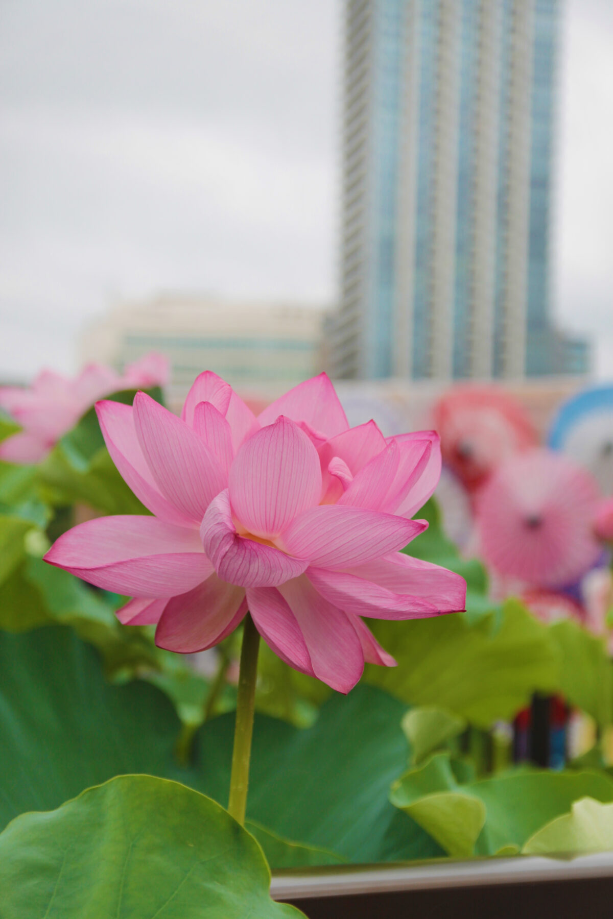 上野公園 蓮の花