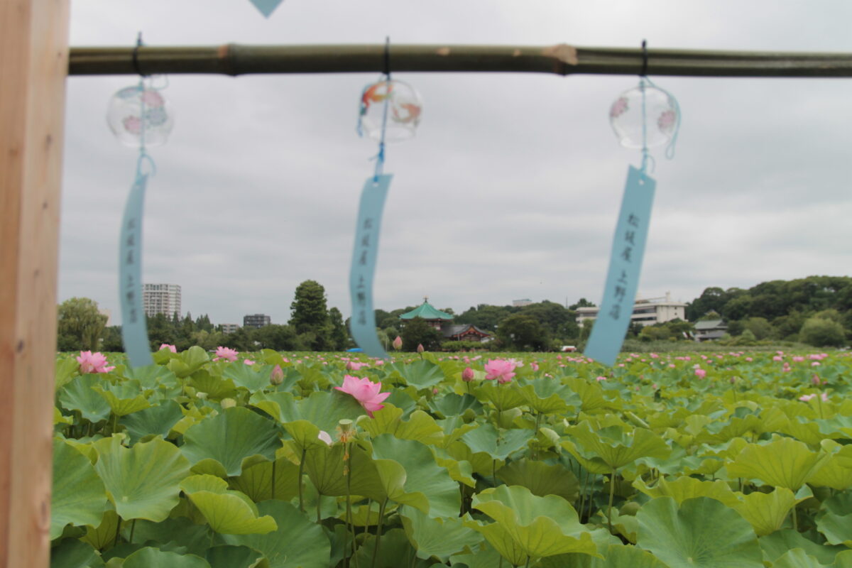 上野公園 蓮の花