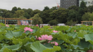 上野公園 蓮の花