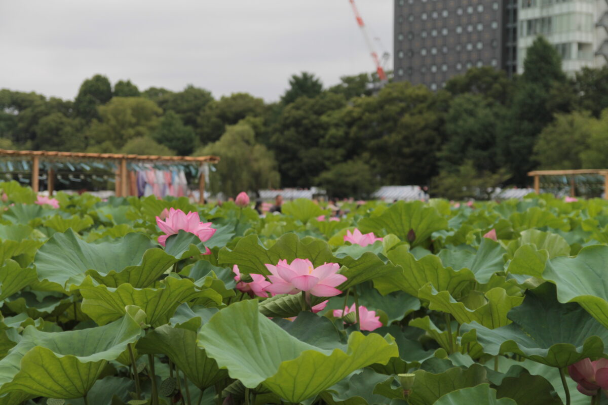 上野公園 蓮の花