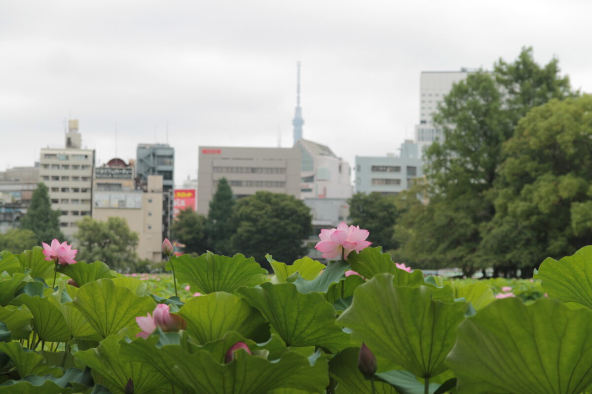 上野公園 蓮の花