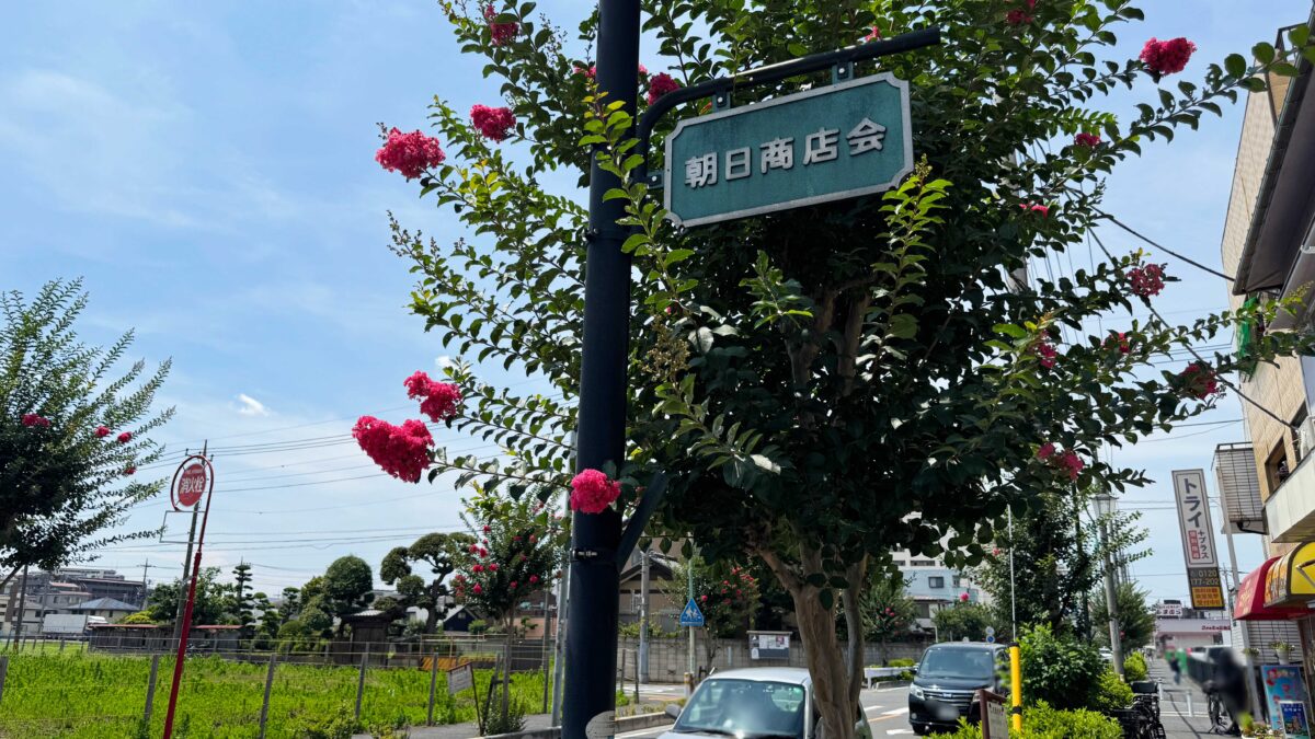 朝日商店会百日紅