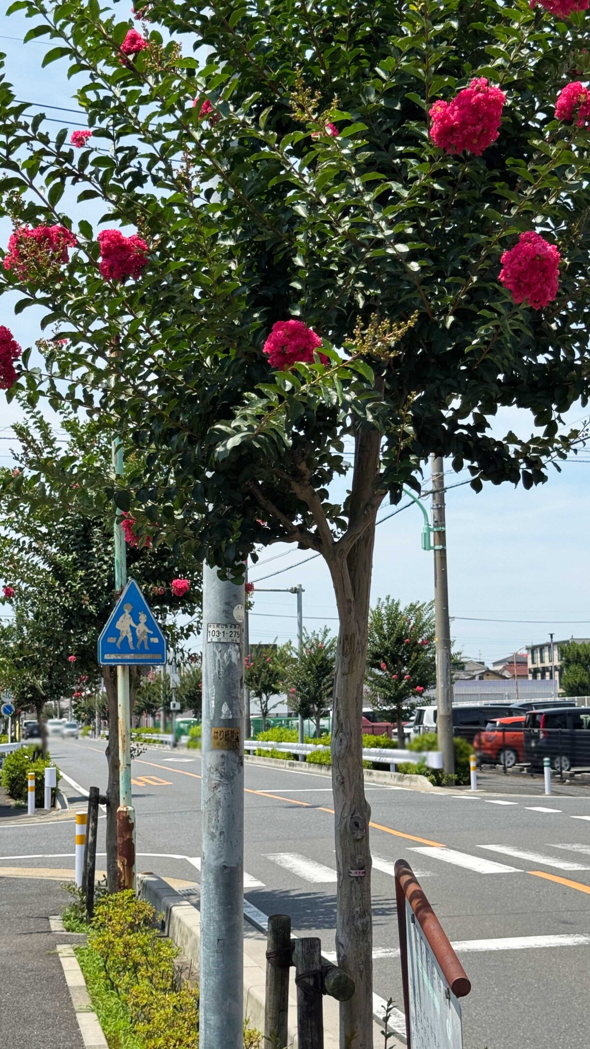 朝日商店会百日紅