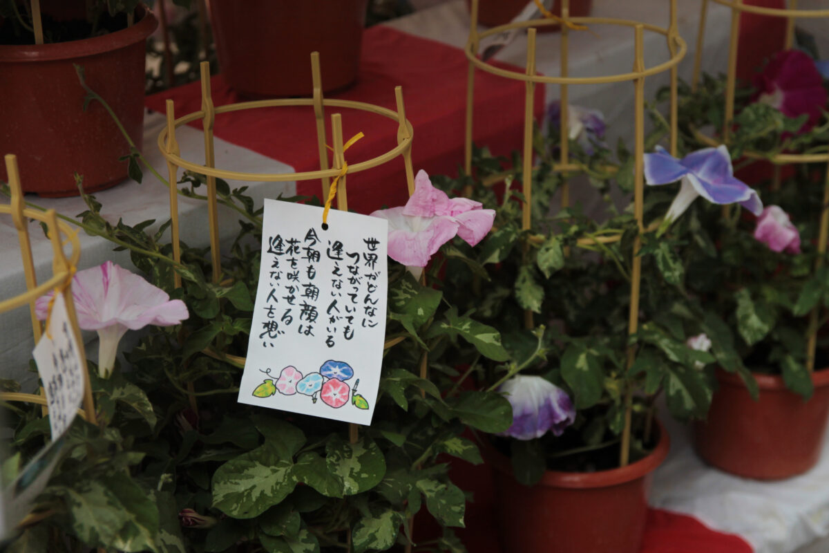 第49回あさがお&ほおずき市