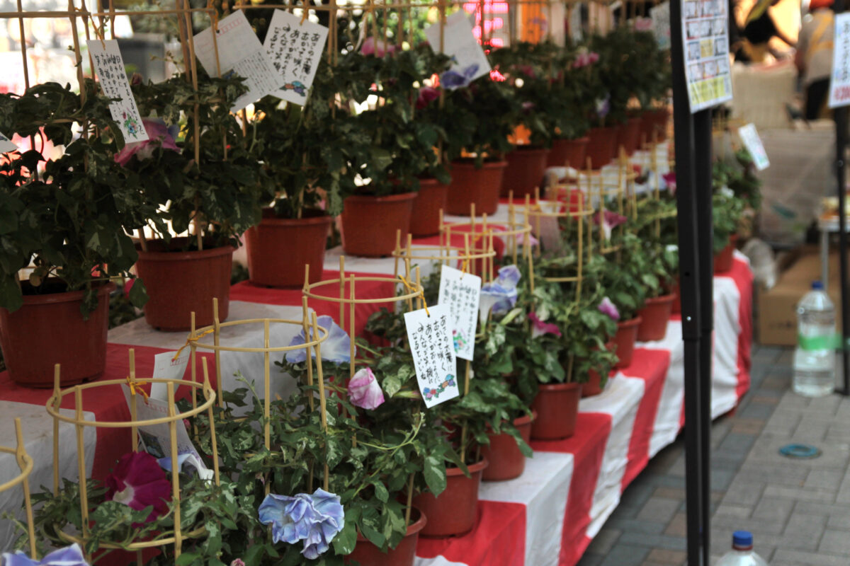 第49回あさがお&ほおずき市